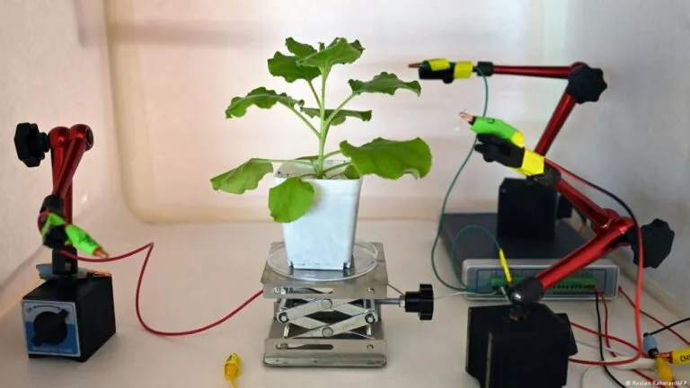 Inteligencia artificial para plantas analiza señales eléctricas mediante sensores para conocer sus necesidades.