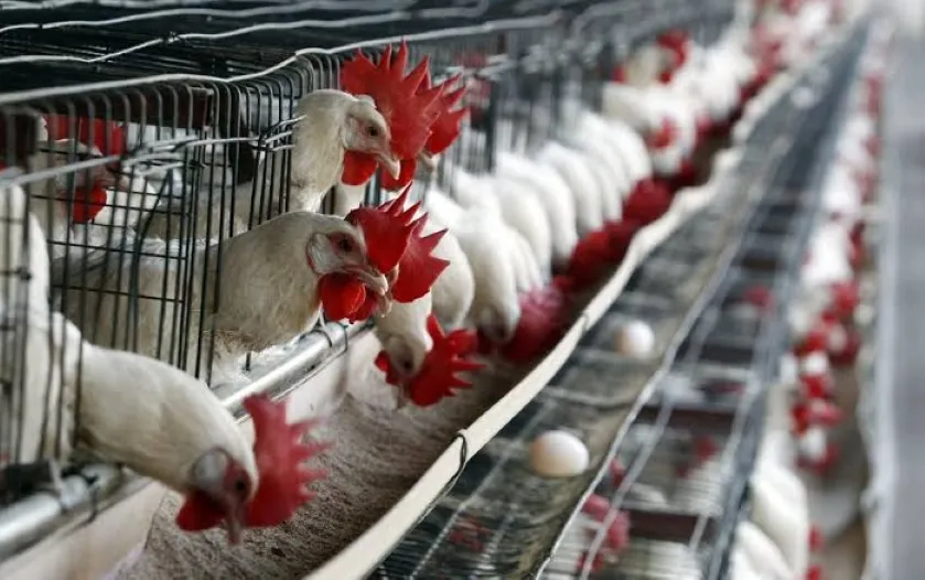 Importación de productos avícolas de Brasil queda temporalmente suspendida en México por un brote de Newcastle.